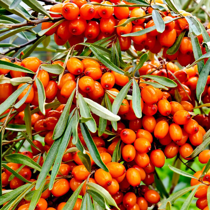 Top 10 Sea Buckthorn Supplements in India